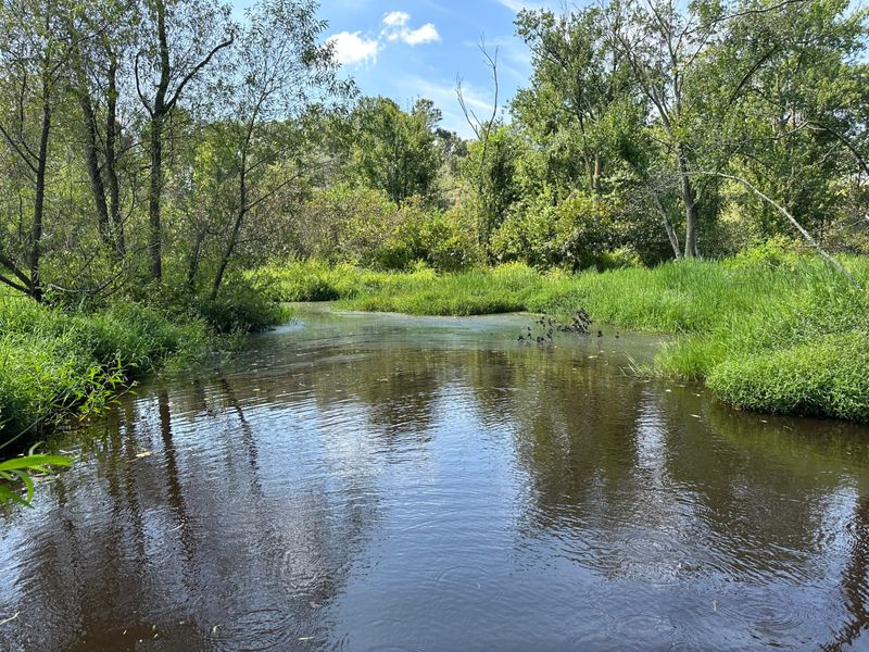 A slow-moving stream with grassy banks and mature hardwoods under a blue sky in eastern North Carolina