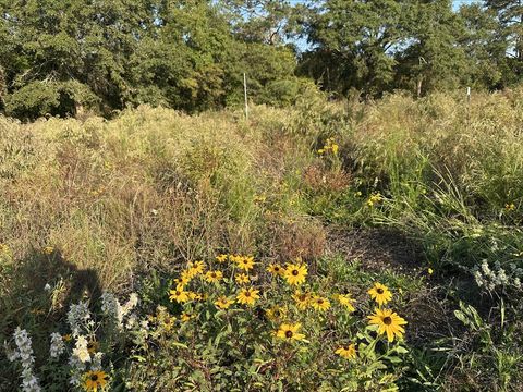 Black-eyed Susans and native grasses filling a restored field at Brooks Swamp, with mature hardwoods behind
